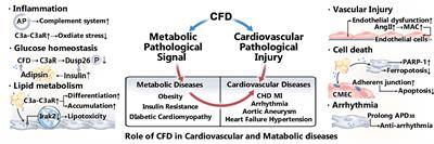 Role of complement factor D in cardiovascular and metabolic diseases